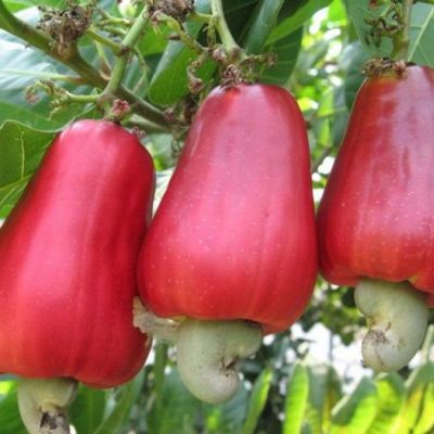 Authorities seek to crack African cashew nut caper