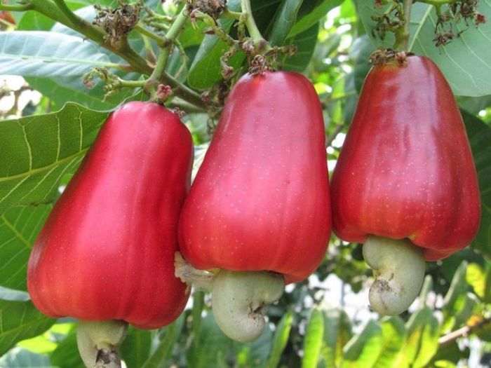 Authorities seek to crack African cashew nut caper