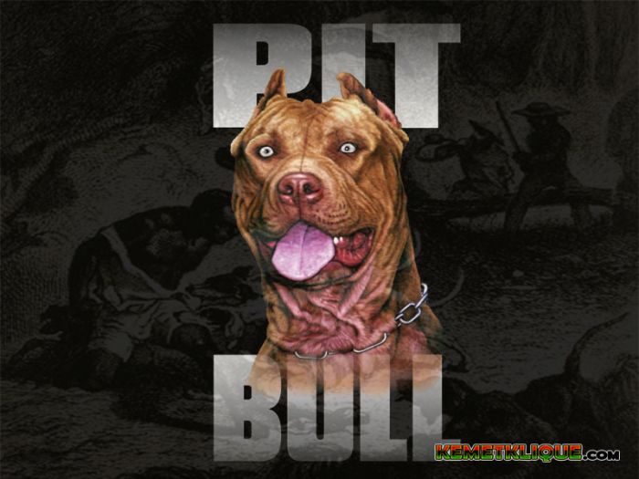 American Pit Bull - History in Slavery